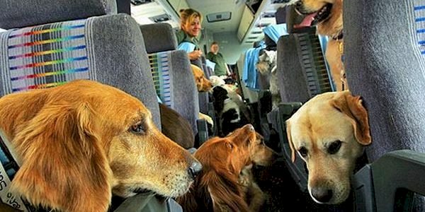Como viajar com animais de estimação